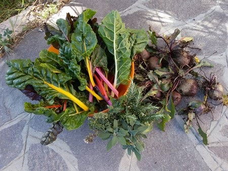 raccolto biete arcobaleno