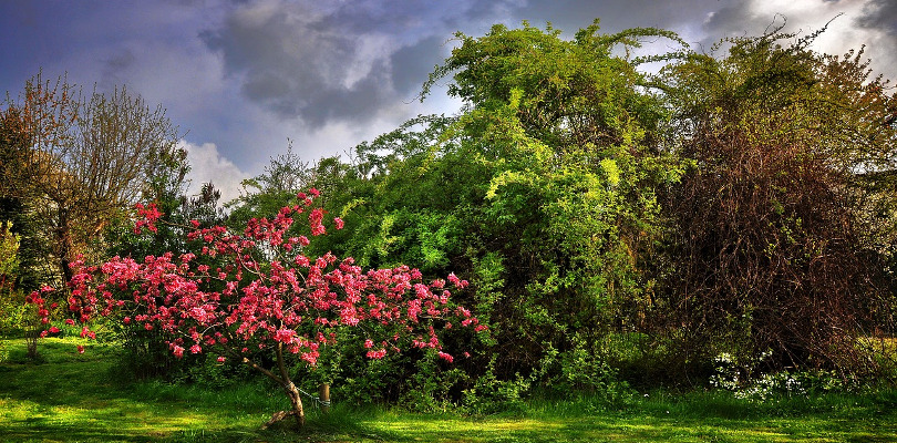 albero giardino 2