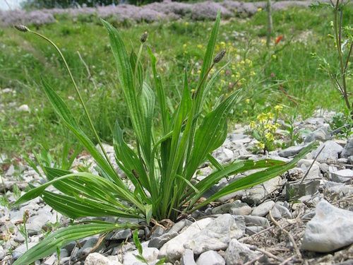 piantaggine