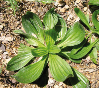 piantaggine1