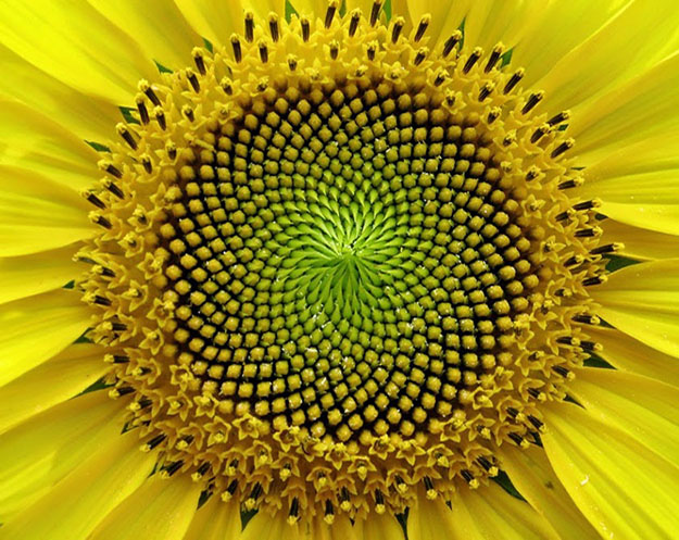 girasole frattale