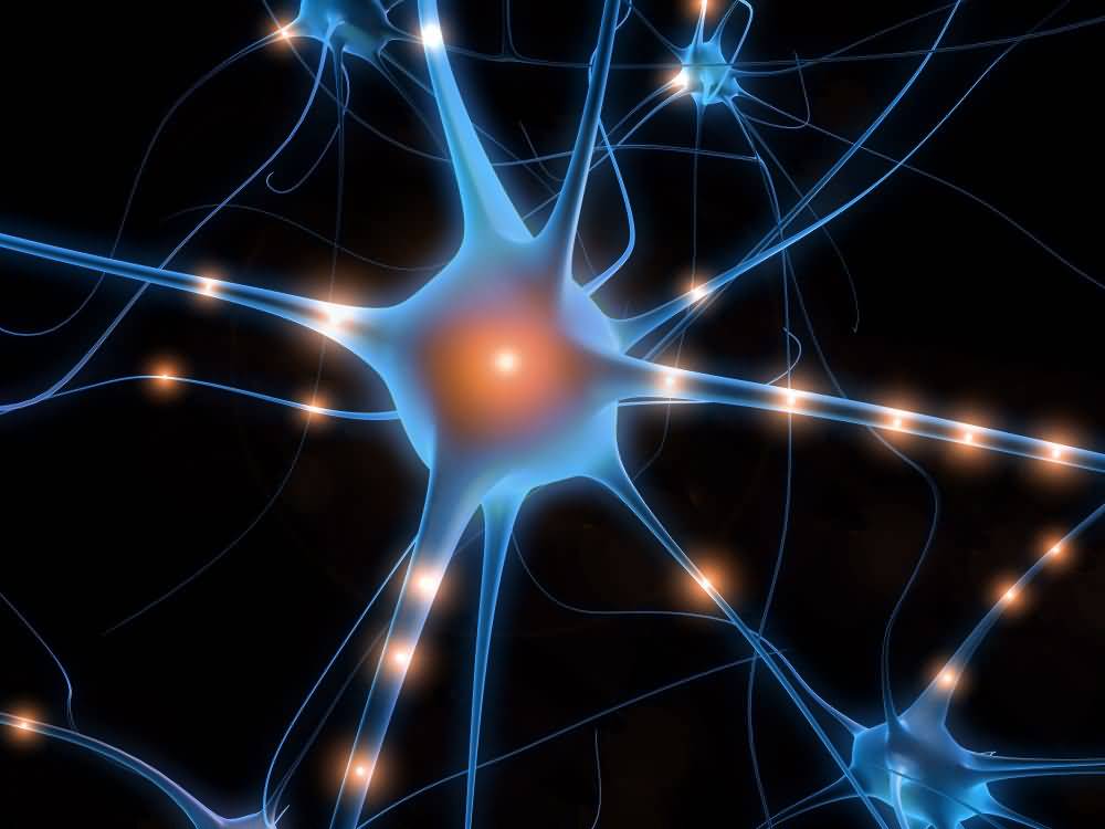 rete neurale