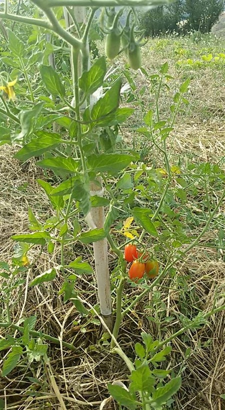 Pomodori