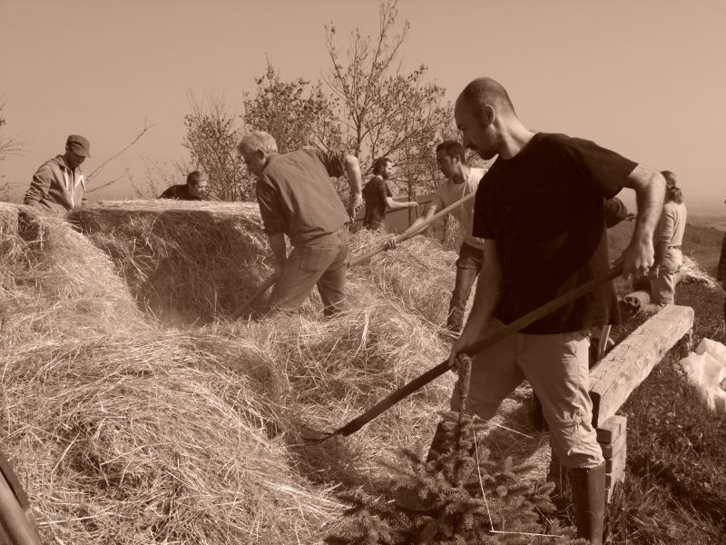 Pacciamatura con fieno