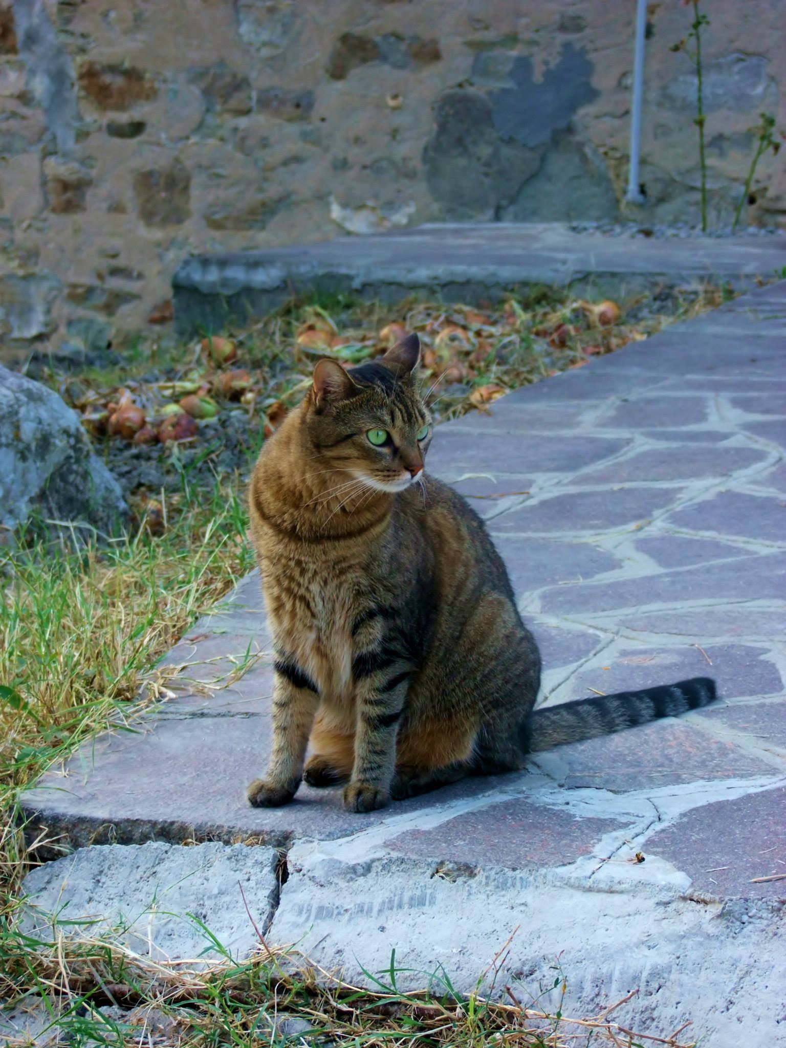 ECOVILLAGGIO FELINO NYM