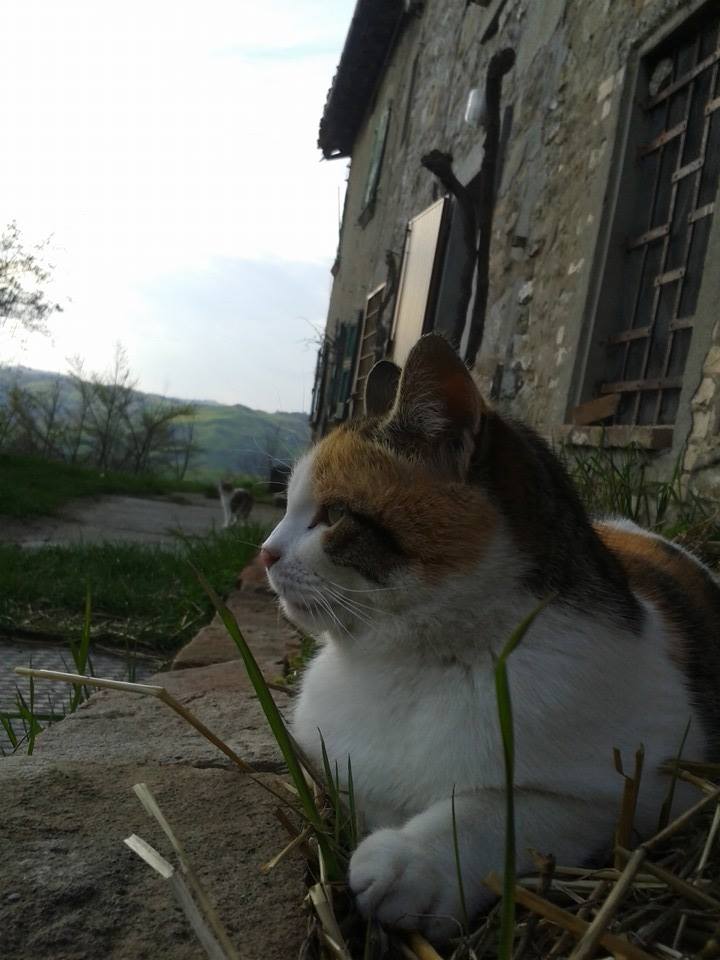 ECOVILLAGGIO FELINO PAMELA