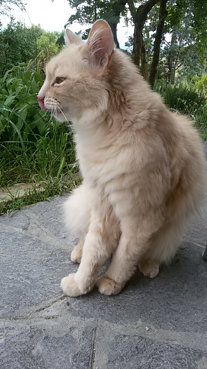 ecovillaggio felino kiwi 4