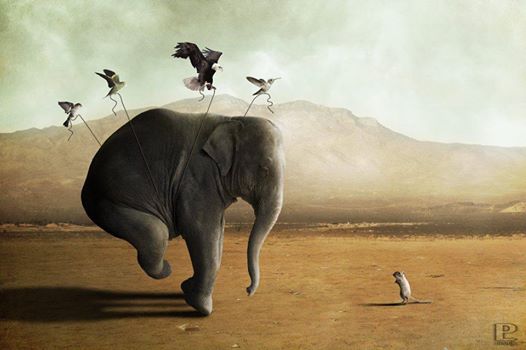 Elefante che vola