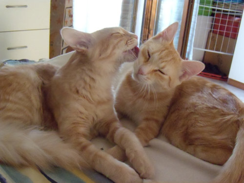kiwi e mirtillo